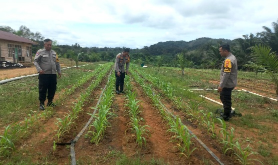 Tumpang sari jagung hibrida di lahan kelapa sawit