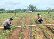 Polsek Tumbang Titi Tinjau Keberhasilan Program Tumpang Sari Jagung Hibrida di Lahan Sawit PT. LAP