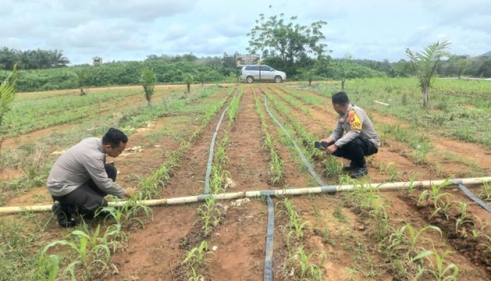 Polsek Tumbang Titi Tinjau Keberhasilan Program Tumpang Sari Jagung Hibrida di Lahan Sawit PT. LAP