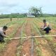 Polsek Tumbang Titi Tinjau Keberhasilan Program Tumpang Sari Jagung Hibrida di Lahan Sawit PT. LAP